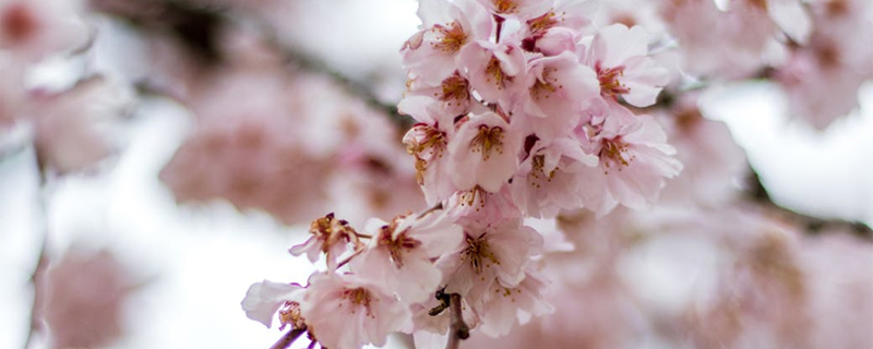 春分是第几个节气 春分是第几个节气日