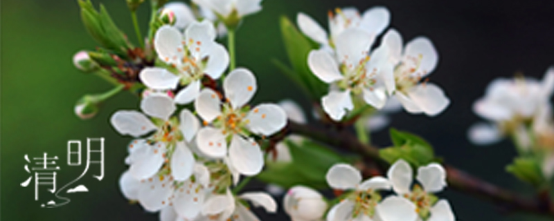 今年清明上坟哪天好 为何有人说今年清明扫墓要推迟