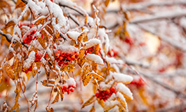 大雪是什么意思 大雪的含义是什么意思